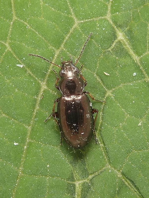 Carabidae: Bembidinae da identificare: Metallina ambigua
